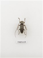 藏品(肩紋絨毛天牛)的圖片